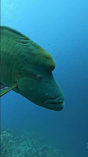 Plongée en Mer Rouge à Hurghada Une expérience inoubliable
