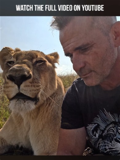 Lion Whisperer Kevin and Lioness Meg Have a Unique Bond #cat #lion #animalbond #nature #animal #wildlife
