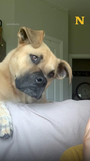 Very smart dog🤣 | Sharing is Caring