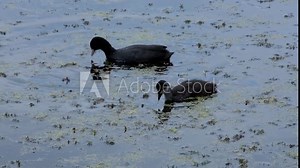 Adult and baby coot birds eating weeds and plants from pond on the Somerset Levels in England UK