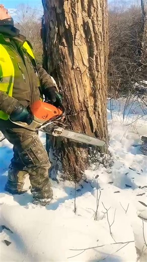 Chainsaw cutting tree 🌴 #viralvideo #youtubeshorts