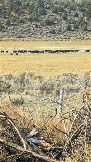 Acting like they're going places... | David Archibald