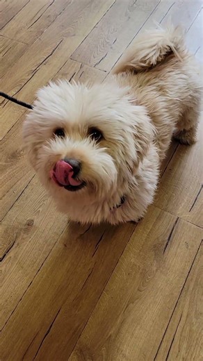 cocker spaniel poodle mix gets a treat