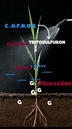 What happens inside a weed when you apply a narrow-leaf herbicide? #plants #agriculture