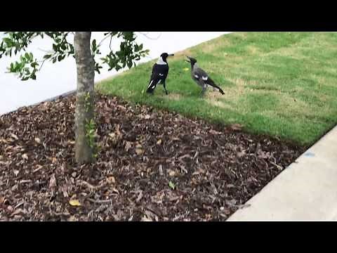 Australian Magpie feeds its noisy baby Magpie