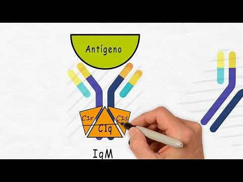 SISTEMA DEL COMPLEMENTO: VÍA CLÁSICA