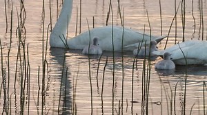 Small Whooper swan chicks next to adults on a summer evening on a small lake
