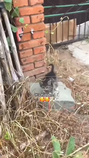 BioDaylight Cycle Cat Nest simulates natural sunlight patterns with full-spectrum LED technology. Gradual dawn-to-dusk lighting helps regulate circadian rhythms, while infrared heating maintains therapeutic warmth. The energy-efficient system uses 60% less power than conventional heated beds.#vagascape