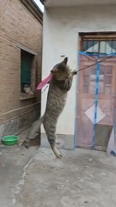 840K views · 15K reactions | El mishi quiere hacer la automurision 藍 . . #gatitos #parati #michis #memes | Frases Gatunas | Facebook