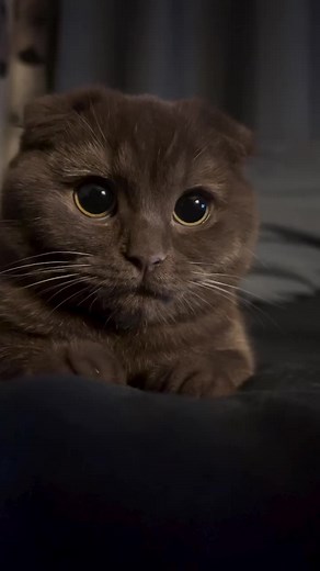 #cats #catsoftiktok #cute #cuteness #eyes black #bigeyes #blackeyes