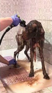 Severely Matted Rescue Dog Transformation 🥹🤍🐶 #dogshorts #dogs #petshorts #rescuedog #funnydog