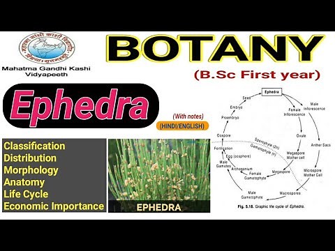 Ephedra/Morphology/Anatomy/Life Cycle of Ephedra
