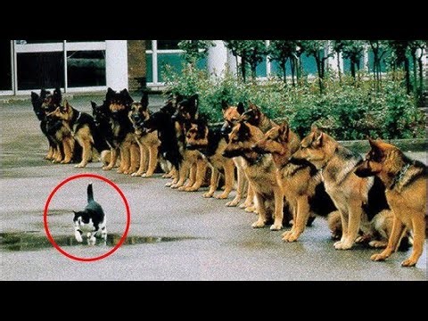 Brave Cats Protecting Their Owners and Kittens ❤️ | Amazing Feline Heroes!