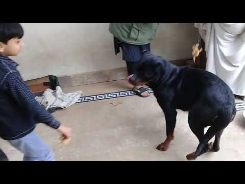 Off Brown Female Rottweiler barks at little Stray pup & not ready to share her food with him Chicago