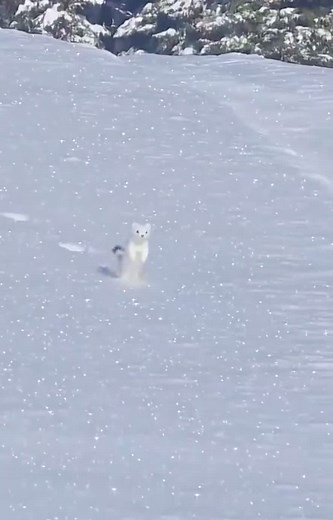White Mountain Ermine Hopping in the Snow