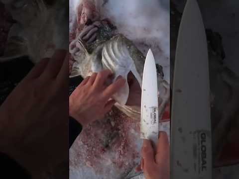 Have you tasted Cod tongue?? #spearfishing #fishing #cod