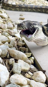 What is this snake eating?…. WRONG ANSWERS ONLY!! #coastalcarpetpython #nonvenomous #australia #qld #nature #sunshinecoast #reptiles #wildlife #snakecatcher #eating #mukbang | Sunshine Coast Snake Catchers 24/7