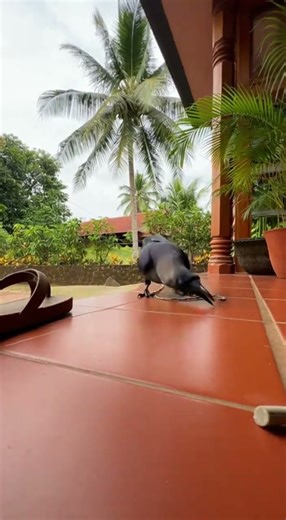 Invisible Delivery: Mime's Hilarious Package Drop!