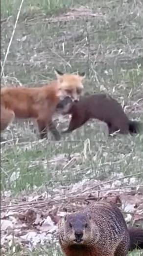 Fox attack groundhog