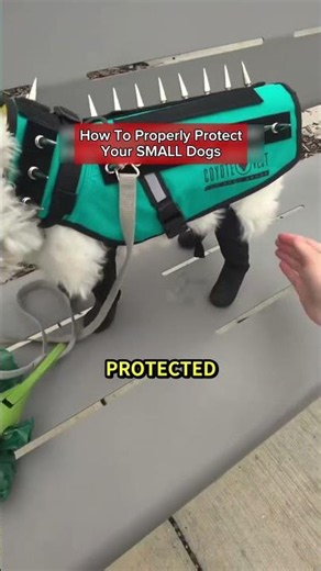 How to Protect Your Small Dogs 🐶