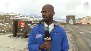 Bison hilariously interrupt reporter's stand up