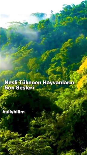 Nesli Tükenen Hayvanların Son Sesleri