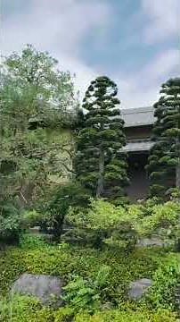 盆過ぎの剪定。ヤマボウシ、ヤマモモ、チャボヒバなど。