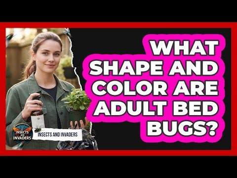 What Shape and Color Are Adult Bed Bugs?