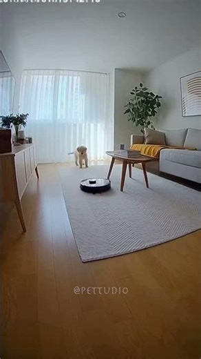 Puppy vs. Robot Vacuum #ai #funny #animals #fyp #cctv #comedy