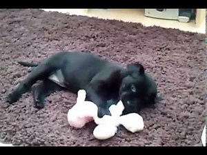 7 week old black Labrador puppy's first day at home!