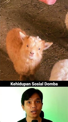 Social Life of Sheep