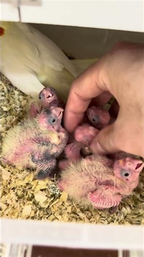 Hand-raised cockatiels are as easy to care for as ever. (Chengdu parrots, cockatiel breeding,