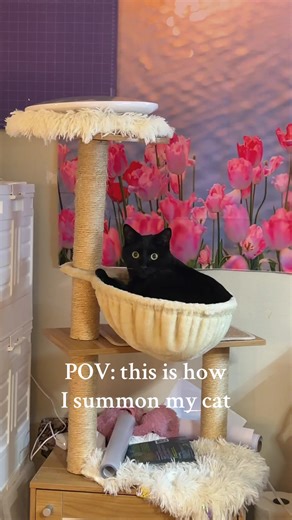 How to Summon Your Cat: A Fun POV Guide