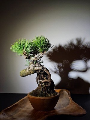 11-Year Mikawa Japanese Black Pine Bonsai – Seed Grown | eBay