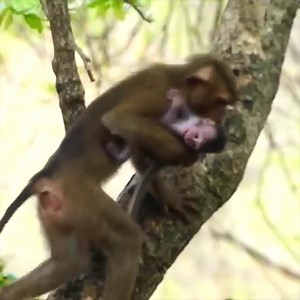 14K views · 319 reactions | OMG! 2 Days old Sweetie tiny baby monkey EMILY is s-t-o-len to m-i-s-treat b-e-at & b-i-te by MELODY | Wilderness TV9 | Facebook