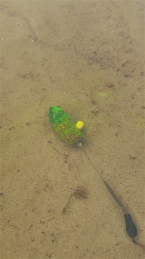 Bait Dispenser That Actually Works. Catching Carp with boilies #fishing #carpfishing #carp