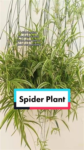 Spider Plant Babies - A Growing Family of 100 ! 🌱