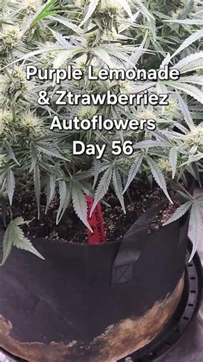 Purple Lemonade and Ztrawberriez Autoflowers - Day 56
