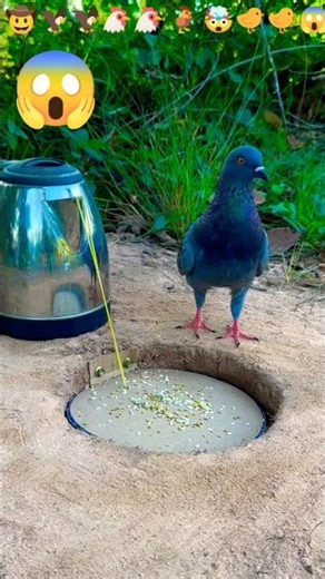 How to make a dove trap easily🕊️🥺 / avesome trap #shortvideo #birds #pigeon