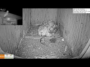 Congrats! The 4th and last barn owl nestling hatched in LIVE Barn Owl Florida Cam 2