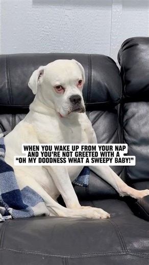 The drama 😂 #doghumor #dogpouting #funnydogs