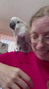 Just when I thought my day couldn't get any sweeter, Sara, our Umbrella cockatoo, gave me the most heartwarming cockatoo hug. 🦜💕 Trotting over and stepping up for cuddles, she melted my heart with her quirky yawns and soft 'sssh' sounds. It's these moments of pure affection that remind me how special the bond is with our feathered friends. Sara might have been looking for a snack, but I think she stayed for the love. Check out our adorable moment together! #CockatooCuddles #SaraTheSweetheart #