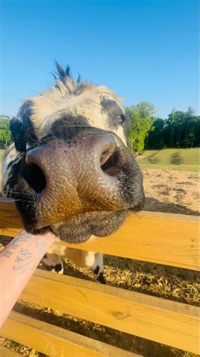 Bob isn’t a mean bull ♥️🐮🫶🏻