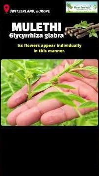 Mulethi / Yashtimadhu / Liquorice / Glycyrrhiza glabra- Ayurvedic Medicinal Herb for Cough & Colitis