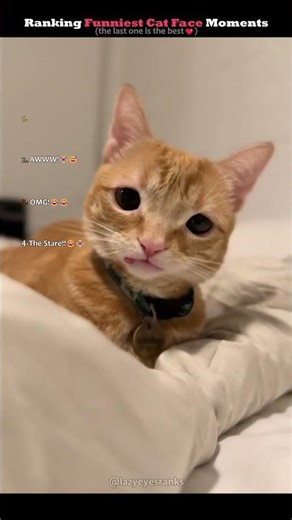 Ranking Funny Cat Face Moments!❤️