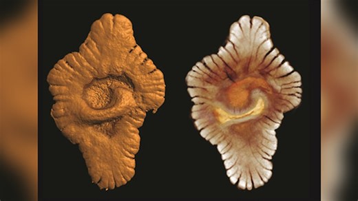 Sale of dinosaur ‘Apex' renews debate