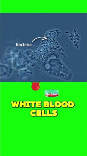 Biology GCSE Antibodies and Antigens #GCSE #aqa #edexcel #revision #gcseexams #gcsebiology #england