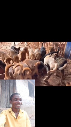 This two dog needs room #dog | Comedian.famous