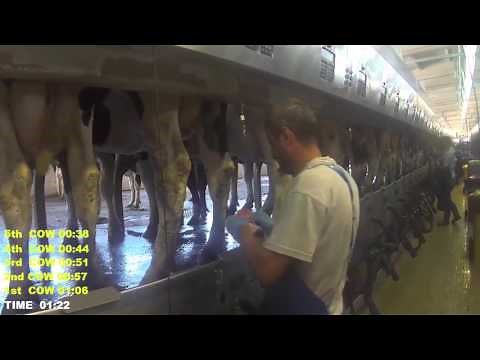 Example of a good Pre-Milking Routine