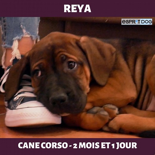 😍Nouvelle recrue dans la famille Esprit Dog ! | Esprit Dog - Tony Silvestre